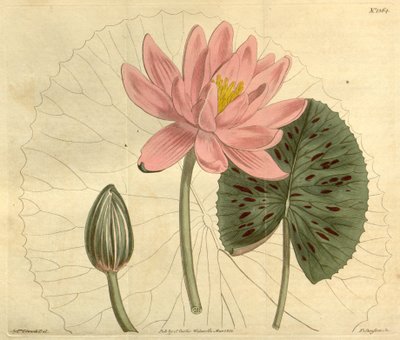 Nymphaea Pubescens by John Sims